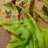 Handloom Linen Silk Tissue Jamdhani
